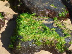 Ulva