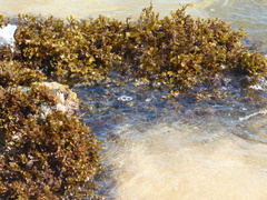 Sargassum