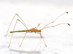 Metacanthus multispinus