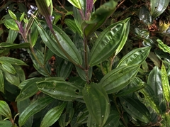 Meriania speciosa
