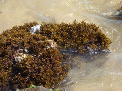 Sargassum