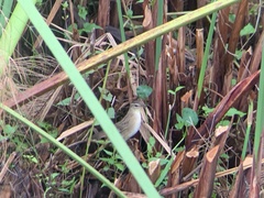 Helopsaltes certhiola