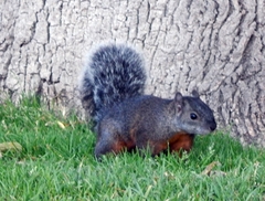 Sciurus aureogaster