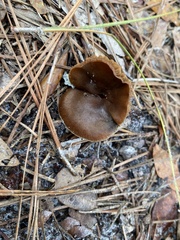 Laccaria trullisata