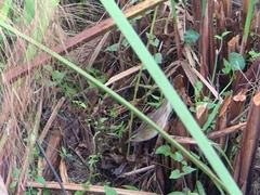 Helopsaltes certhiola