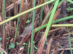 Helopsaltes certhiola