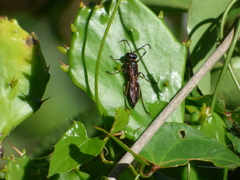 Isodontia