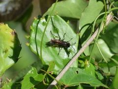 Isodontia