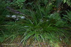Carex uncinata