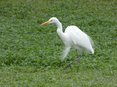 Ardea alba egretta