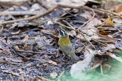 Arremon flavirostris