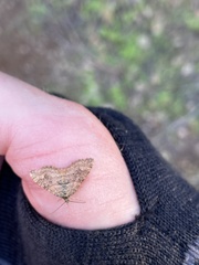 Epirrhoe plebeculata