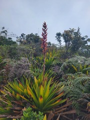 Cipuropsis hospitalis