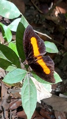 Catonephele acontius