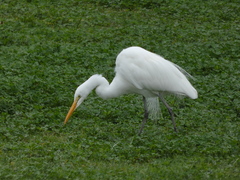 Ardea alba egretta