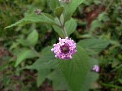 Lantana trifolia