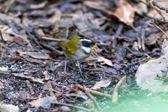 Arremon flavirostris