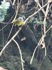 Myiothlypis conspicillata