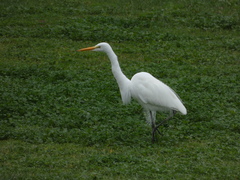 Ardea alba egretta