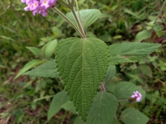 Lantana trifolia