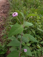 Lantana trifolia