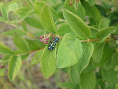 Trichodes ornatus