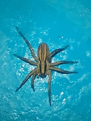 Hogna bivittata
