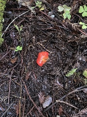 Hygrocybe laetissima