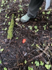 Hygrocybe laetissima