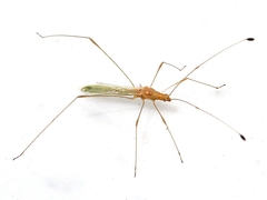 Metacanthus multispinus