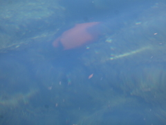 Hypsypops rubicundus