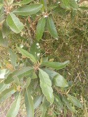 Olearia avicenniifolia