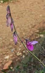 Pickeringia montana