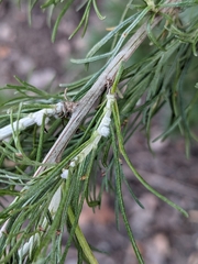 Rhopalomyia floccosa