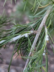 Rhopalomyia floccosa