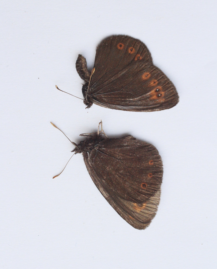 Woodland Ringlet