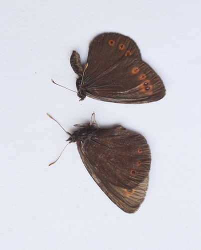 Woodland Ringlet