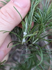 Rhopalomyia floccosa