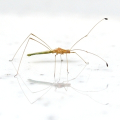 Metacanthus multispinus