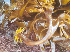 Eisenia arborea