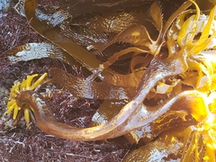 Eisenia arborea