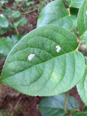 Cameraria gaultheriella