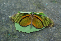 Dircenna kolijkensis