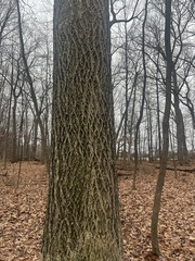 Liriodendron tulipifera
