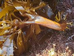 Eisenia arborea