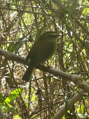 Silvicultrix diadema