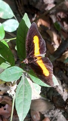 Catonephele acontius