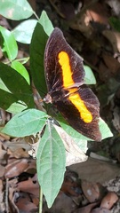 Catonephele acontius