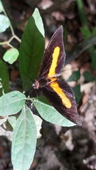 Catonephele acontius