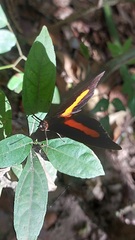 Catonephele acontius